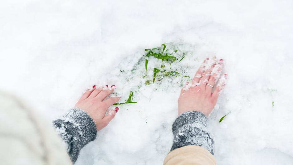 A pair of hands, one with a silver ring and the other with painted fingernails, are pressing down on snow-covered ground inside a property, smoothing out green plant stems and a few leaves that are partially visible beneath the snow. The person is wearing a grey knitted sweater and beige trousers, with cold weather conditions evident. The scene appears to be part of a home relocation or packing process, possibly during a move involving careful safeguarding of plants and belongings. The background shows a bright, well-lit interior space with white walls, and the hands are positioned near the doorway or entrance of a property, suggesting an ongoing moving or packing activity. South Lambeth Removals offers professional moving services focused on efficient furniture transport and packing, aligned with best practices for house removals and minimizing hidden fees, as indicated on the relevant webpage.